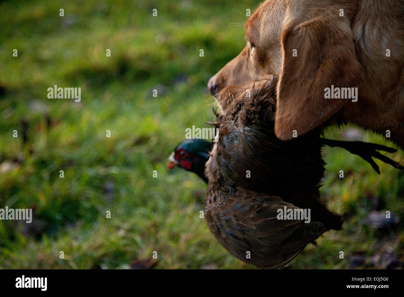 A dog retrieving a male pheasant after it had been shot over a field Stock Photo