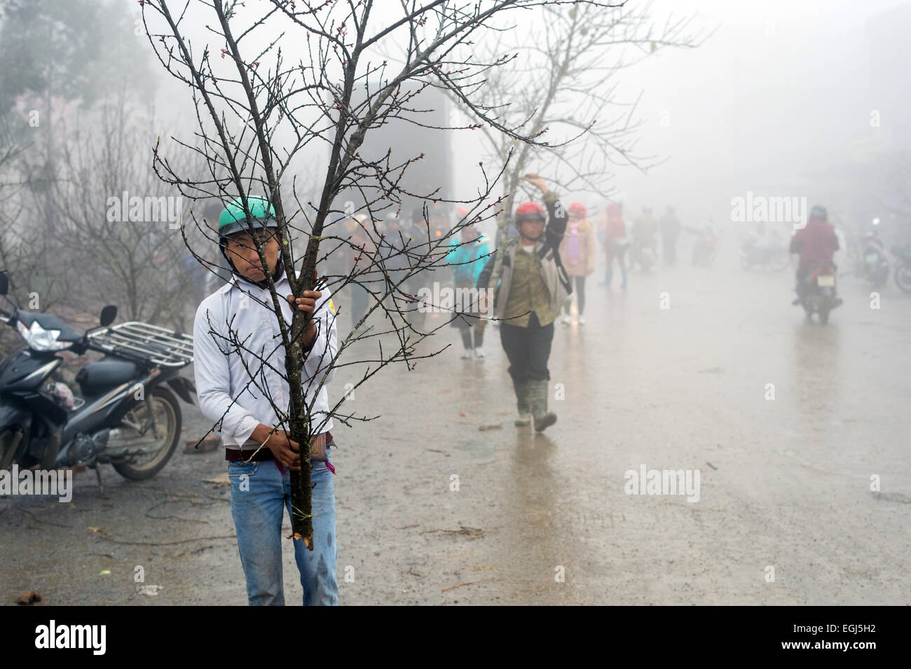 Vietnamese men carry peach trees on a foggy and rainy day in Sapa. Stock Photo