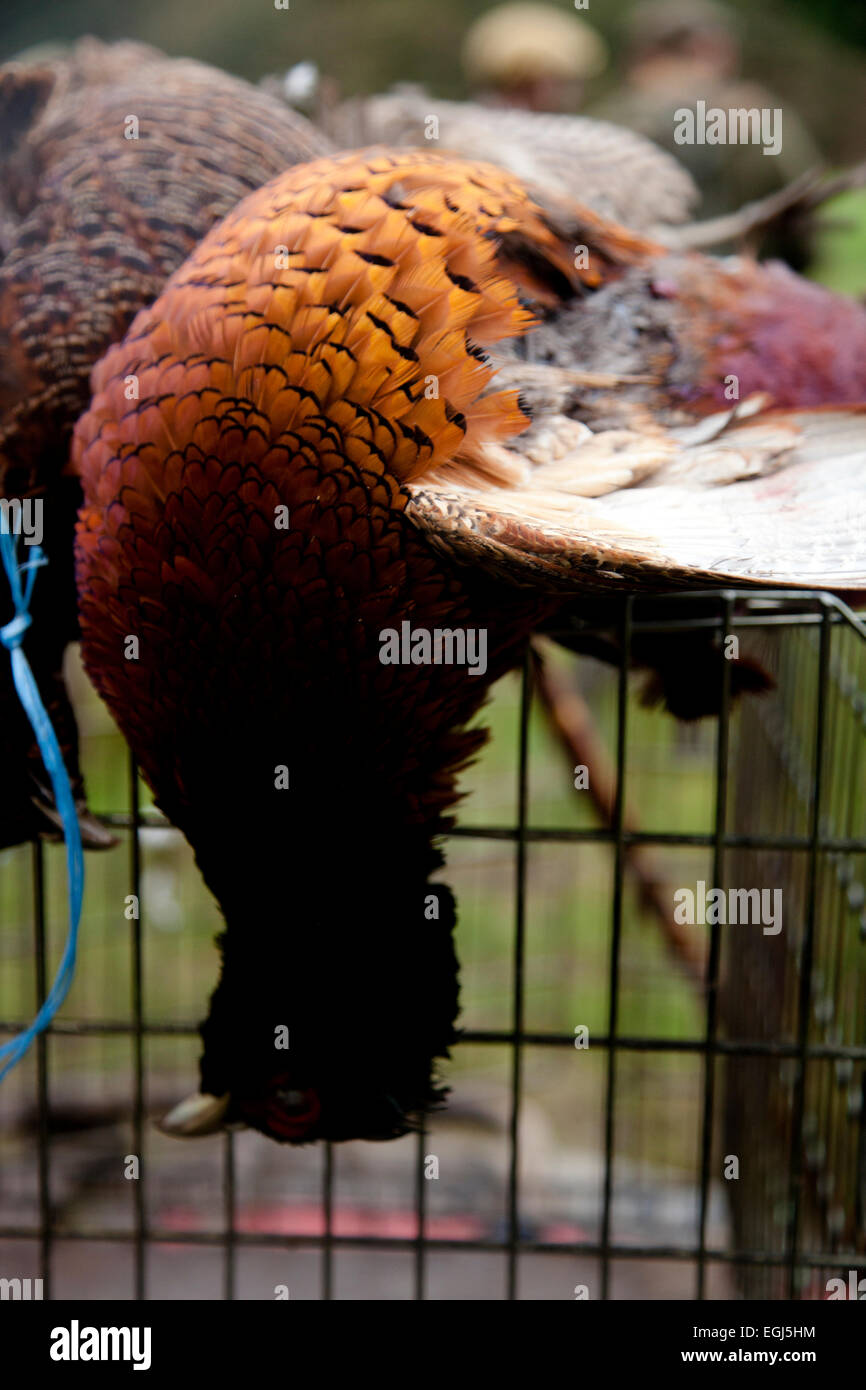 A pheasant on top of a cage after being shot on a pheasant shoot Stock Photo