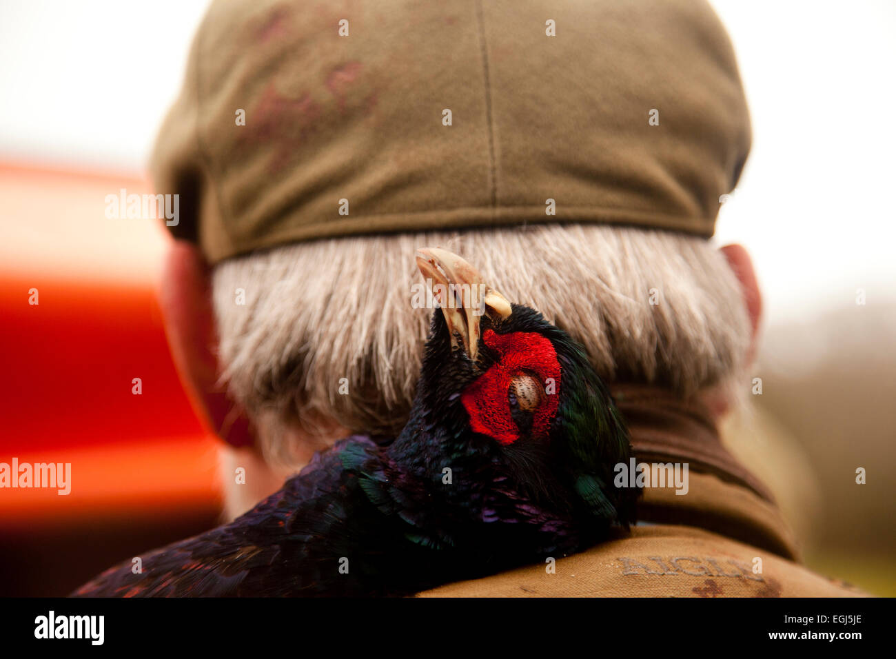 A dead male pheasant after being shot on a shoot on the Isle of Wight, placed over the shoulder of a beater Stock Photo