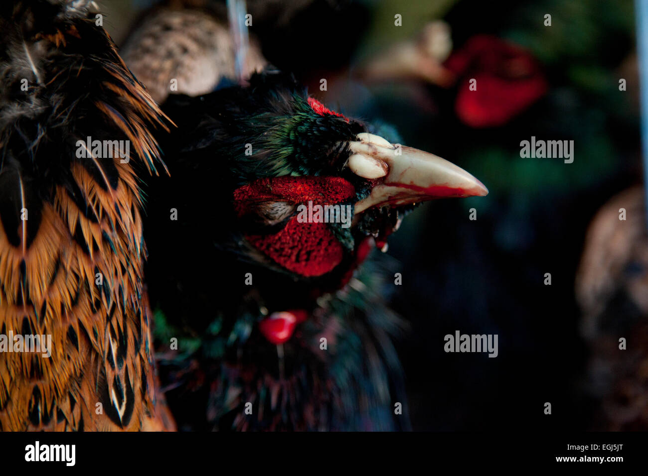 A dead male pheasant after being shot on a shoot on the Isle of Wight Stock Photo