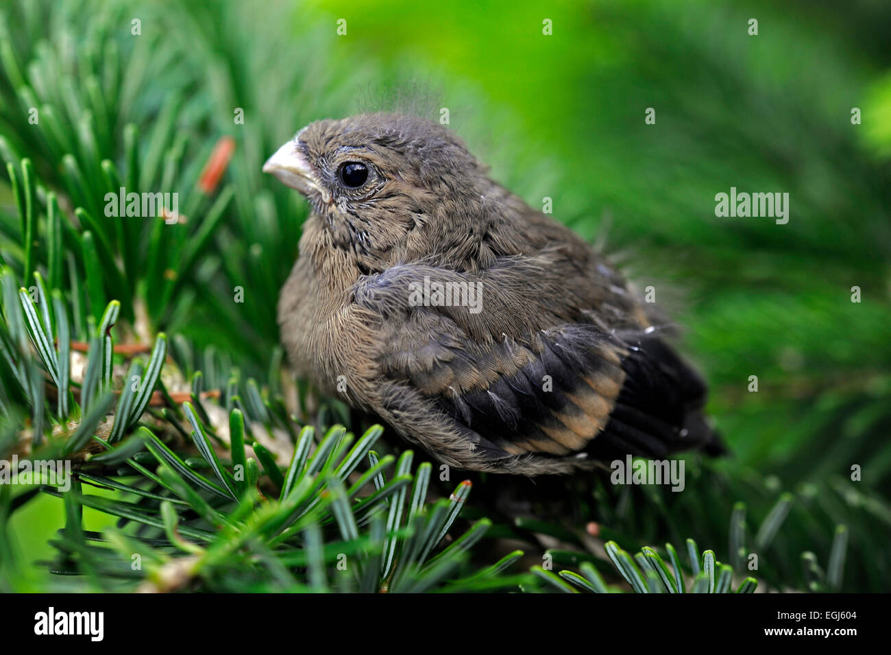 Young bullfinch waits for the feed-bringing parents on a fir branch Stock Photo