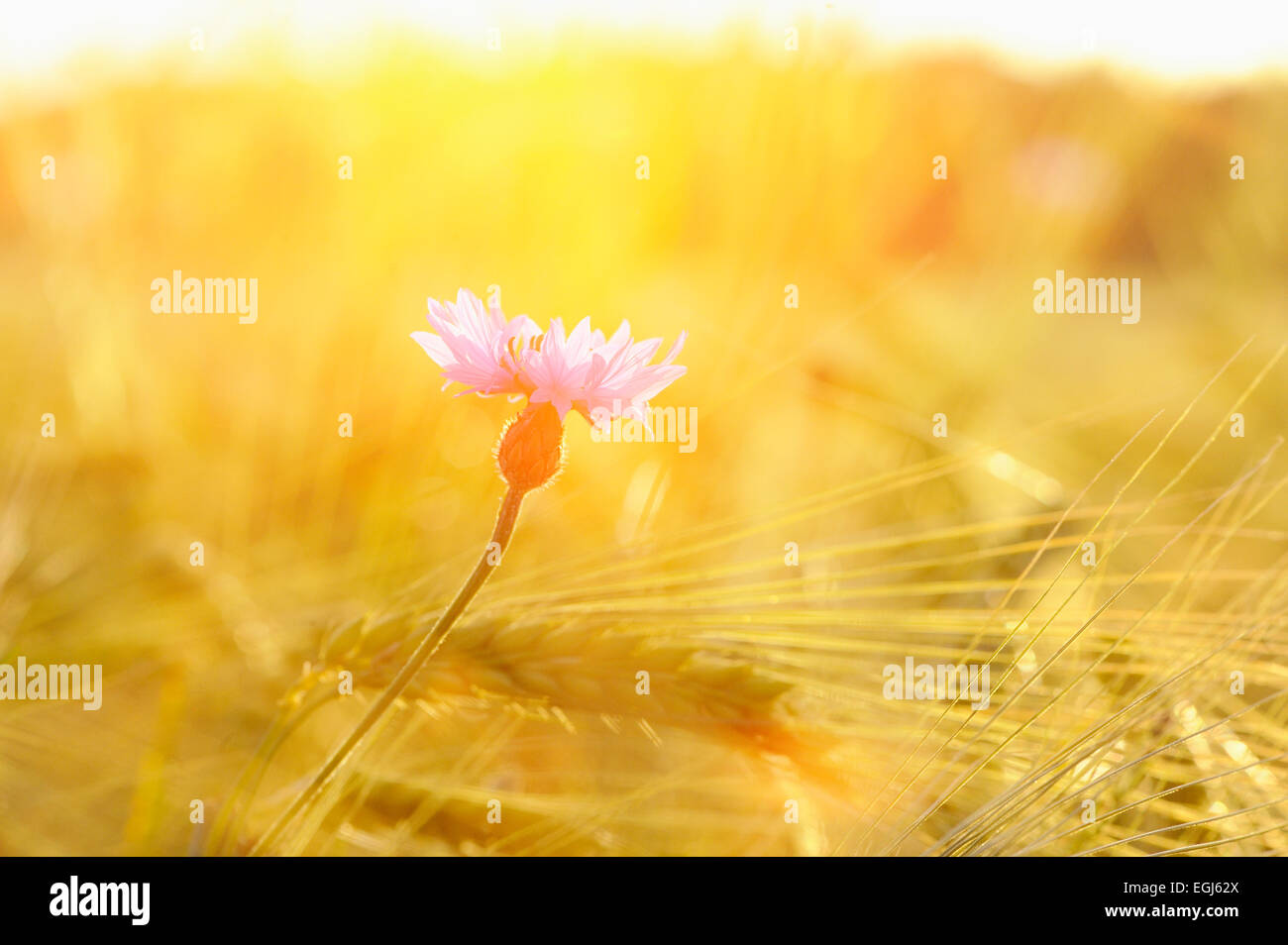 Cornflower, Centaurea cyanus, blossom, ears of corn, closeup Stock