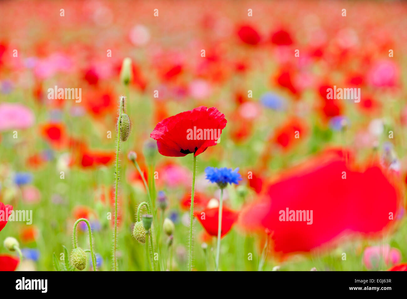 Poppies, cornflower, close-up Stock Photo