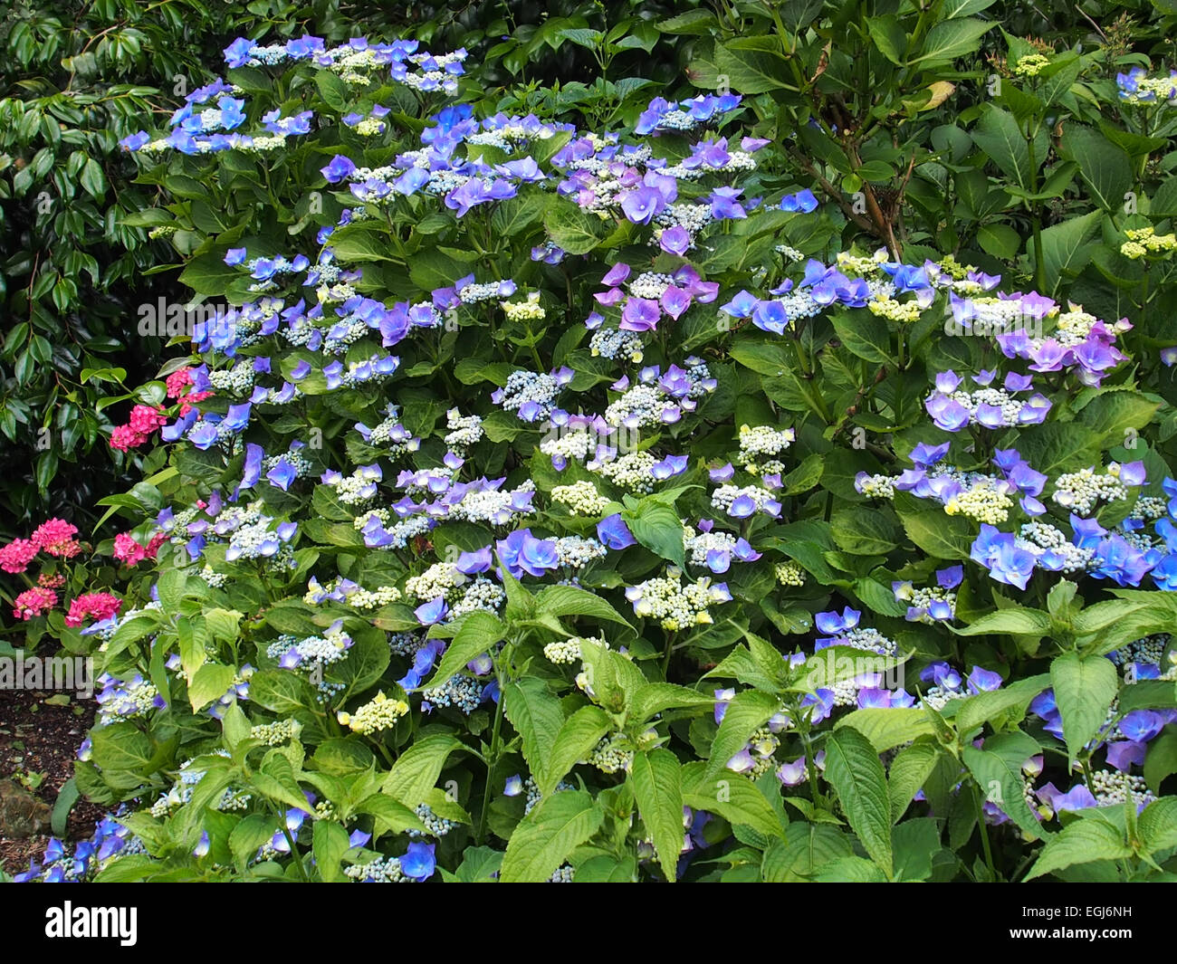 mixed flowering border Stock Photo