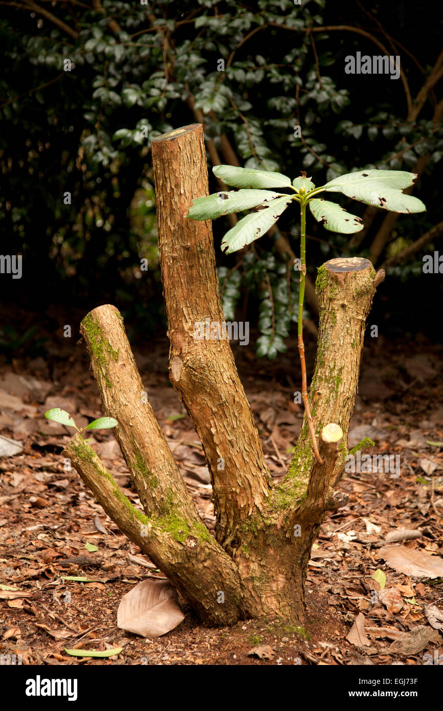 Cut back Rhododendron Stock Photo