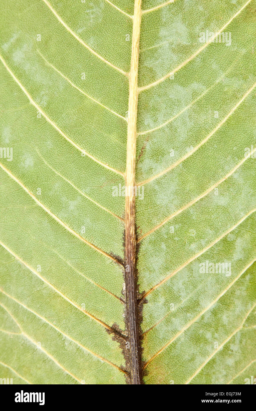Infected magnolia leaf Stock Photo