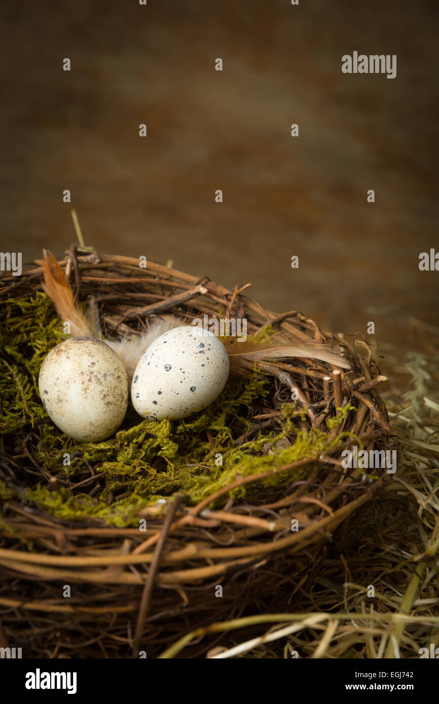 Small speckled bird's eggs lying in a nest Stock Photo