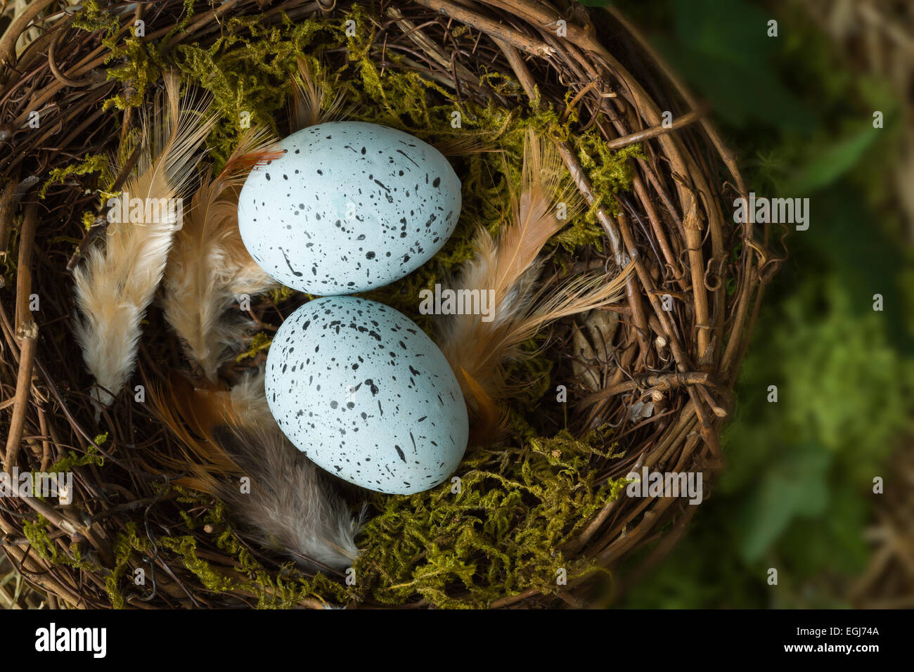 Blue speckled eggs lying in a bird's nest Stock Photo