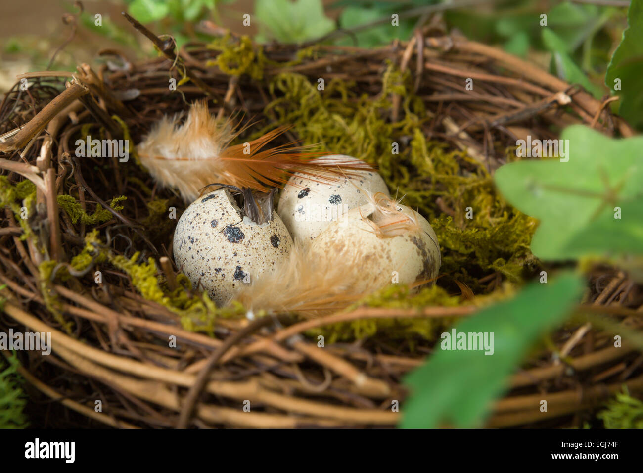 Baby Birds Hatching From Eggs