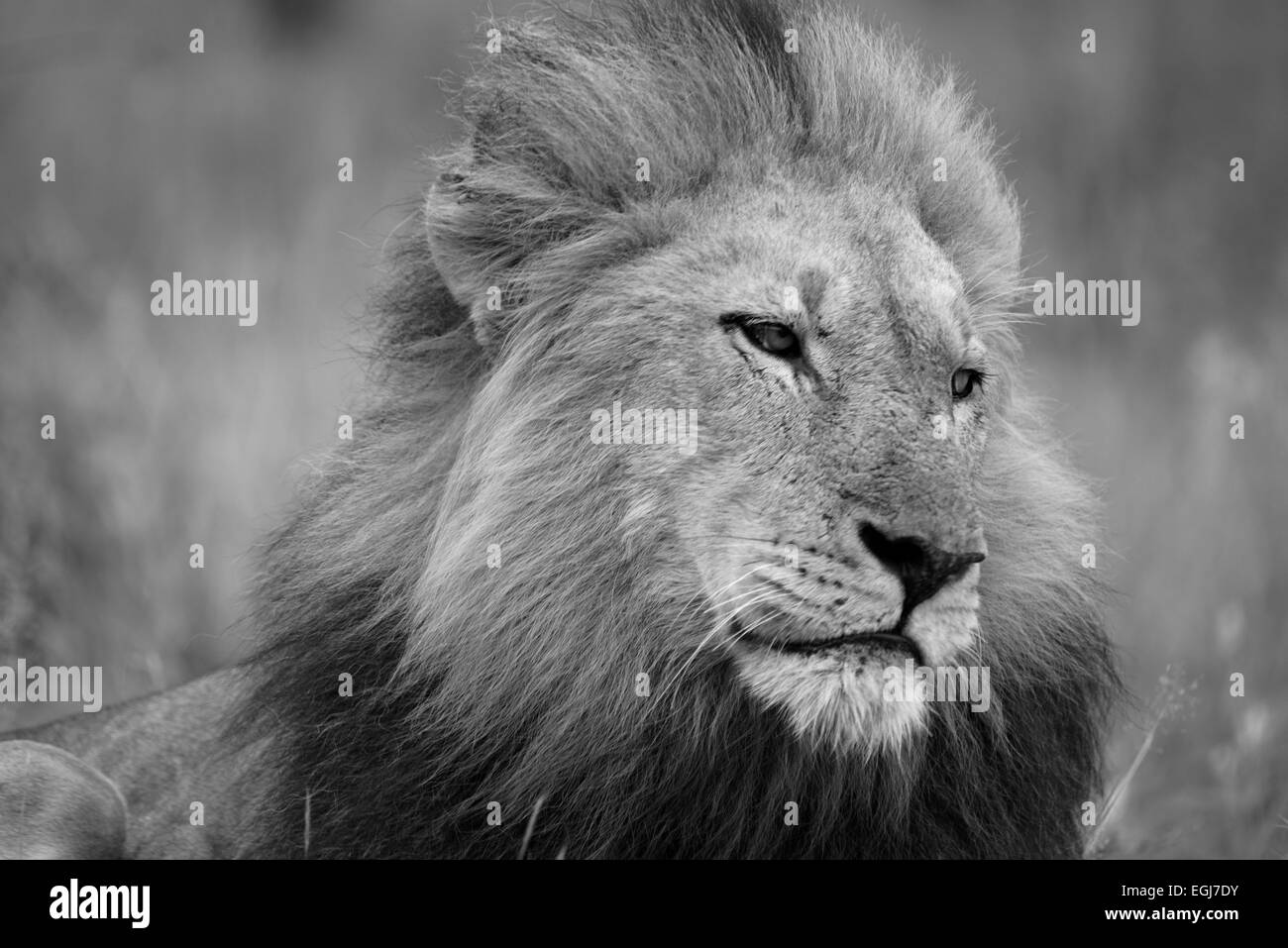 Windswept male lion with his eyes on the prize. Photograph taken in the Kruger National Park in South Africa. Stock Photo