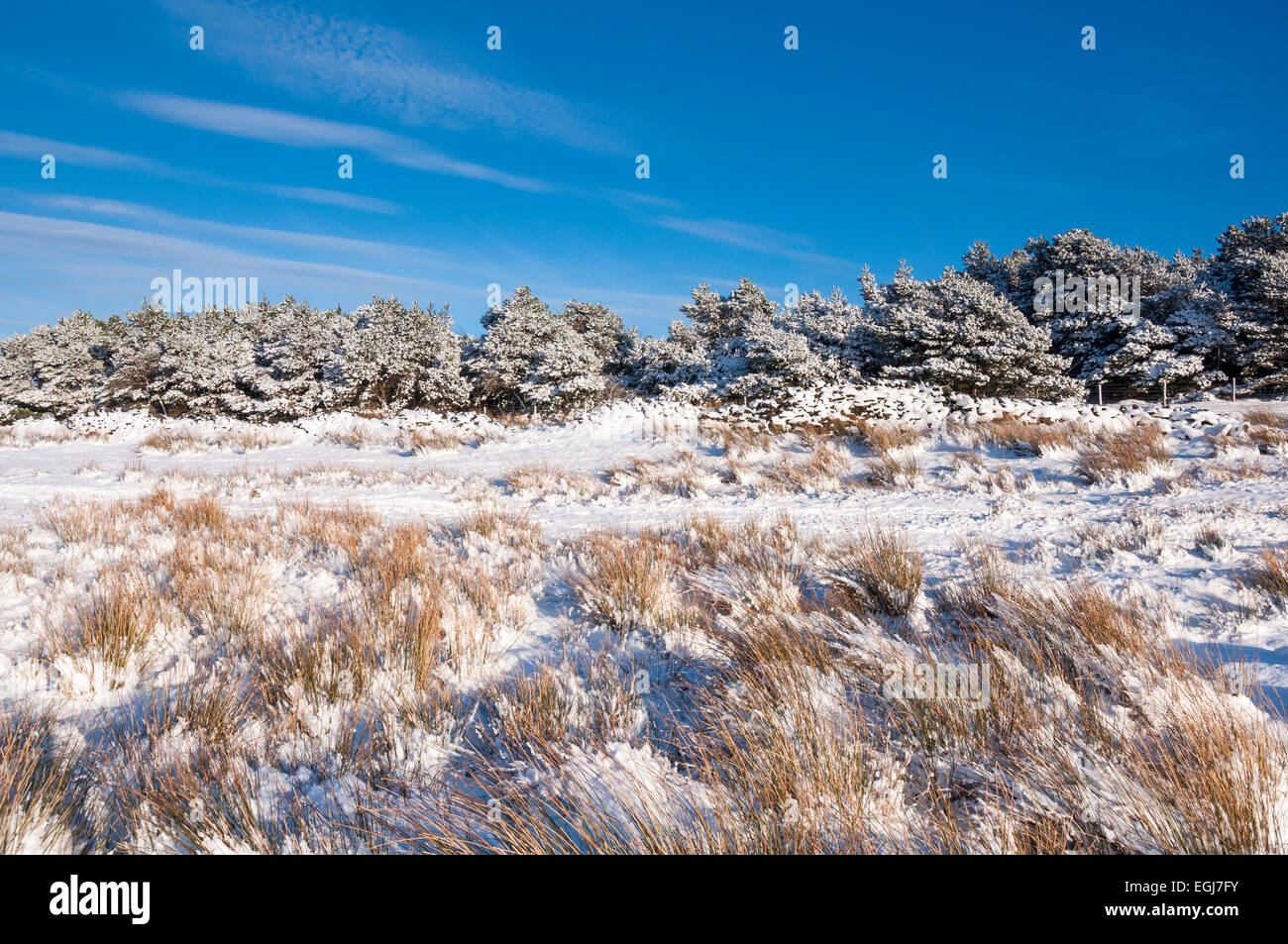 Snowy landscape on Coombes edge, Charlesworth, Derbyshire. Reeds push through the snow. Pine trees below a blue sky. Stock Photo