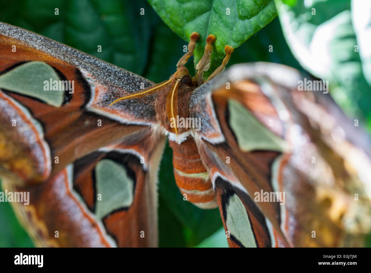 Attacus atlas Papillon cobra Cobra Moth butterfly moth large leaves orange brown green red white yellow nature beautiful insect Stock Photo