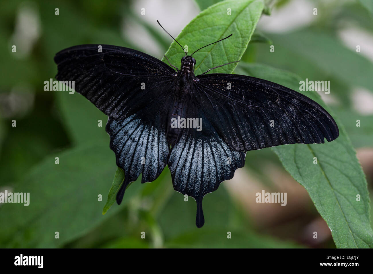 Blue mormon swallowtail butterfly hires stock photography and images
