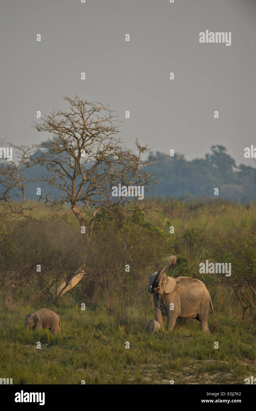 Asian or Asiatic Elephant (Elephas maximus) in the grasslands of Kaziranga national park in Assam Stock Photo