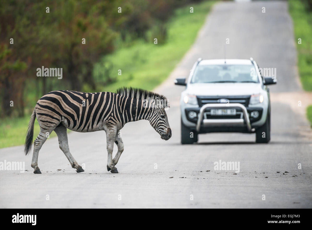 Burchell's zebra crossing the road in front of a car, Kruger National Park, South Africa Stock Photo