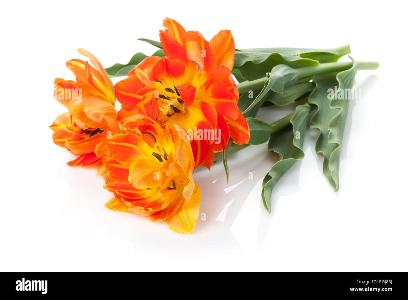 Fresh colorful tulips bouquet. Isolated on white background Stock Photo ...