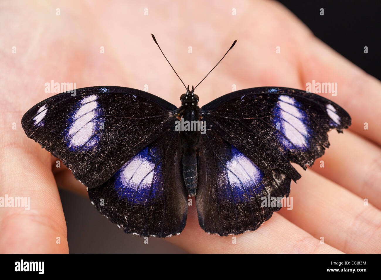 Hypolimnas bolina Great eggfly bolina butterfly black brown blue white