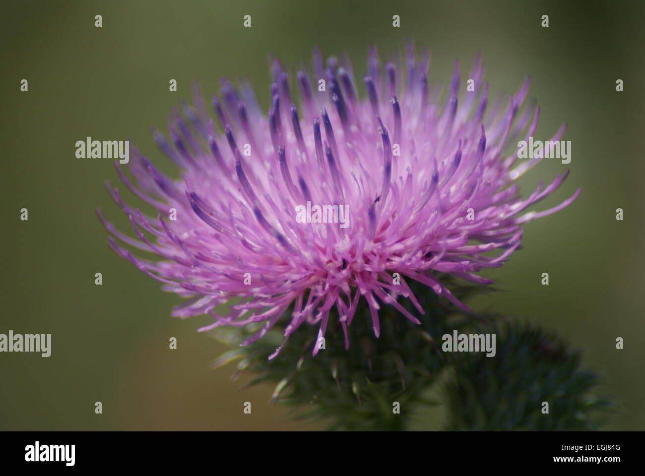 Pink thistle hires stock photography and images Alamy