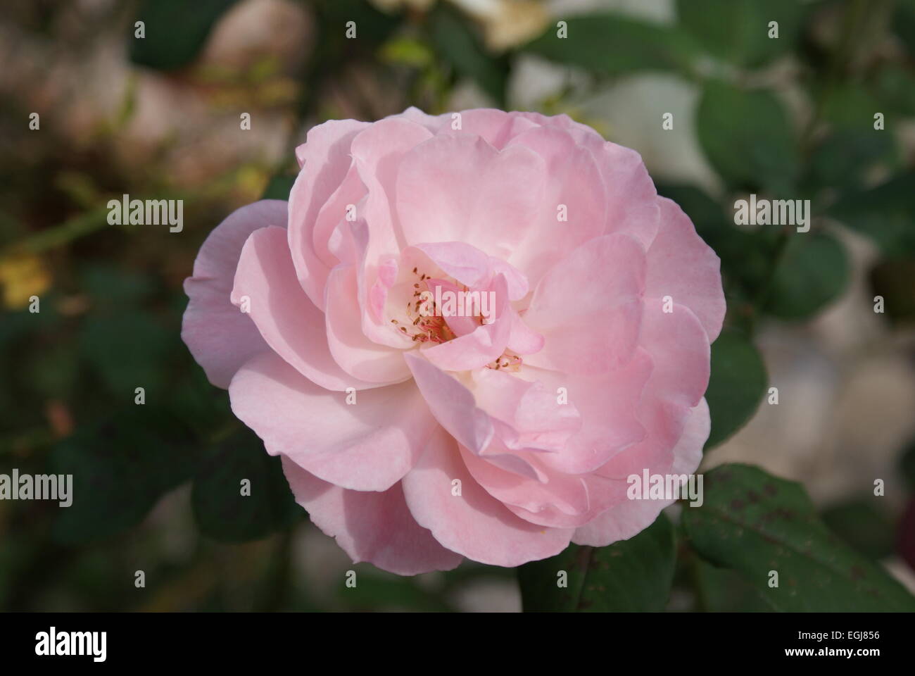 Rose rosa damascena flower hi-res stock photography and images - Alamy