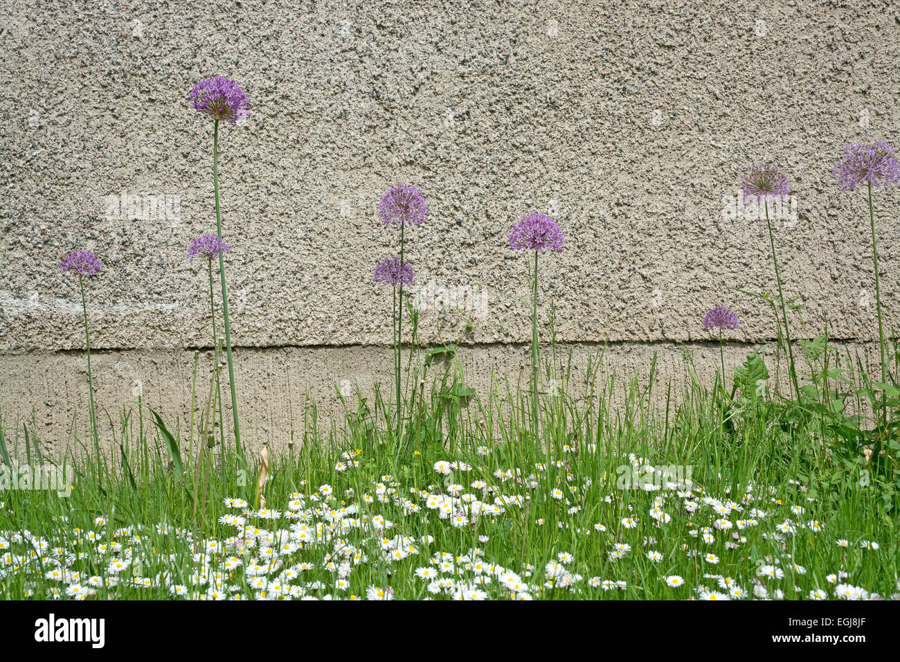 Allium flowers with purple ball like flowers against a roughcast wall, abstract composition. Stock Photo