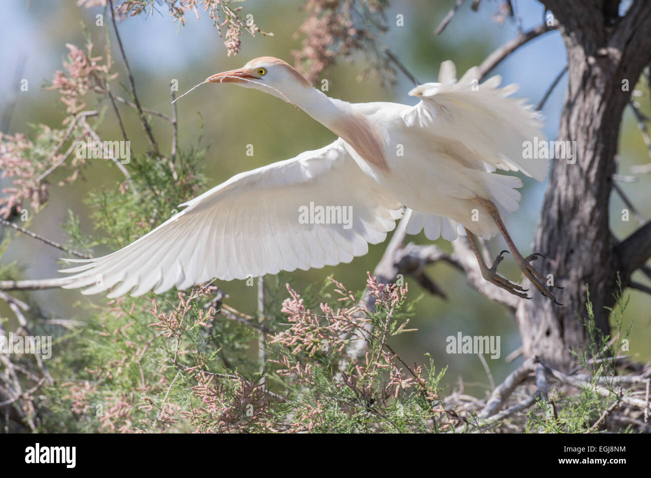PARC ORNITOLOGIQUE DU PONT DE GAU, FRANCE - MAY 15, 2014: Flying cattle egret (Bubulcus ibis) in breeding plumage. Stock Photo