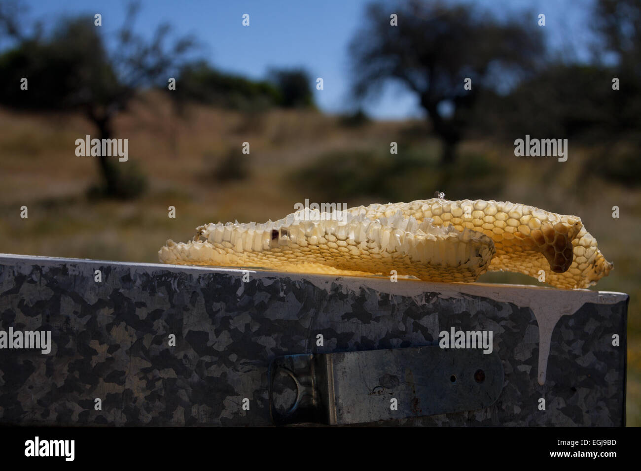 Freshly picked wax and honey.resting on a hive at the beekeeping farm. Stock Photo