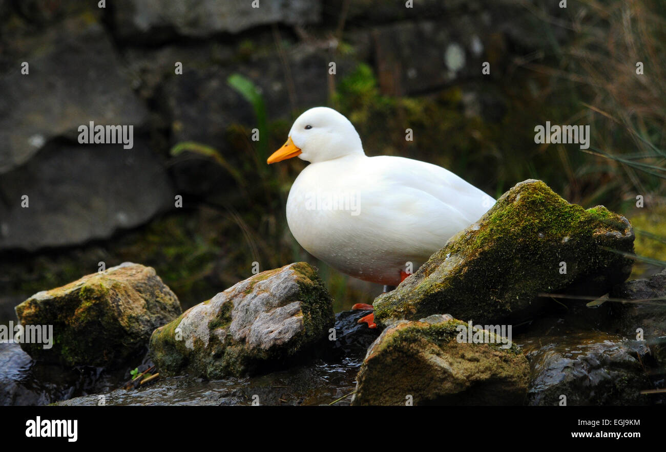 A white call duck at Arundel, West Sussex Stock Photo