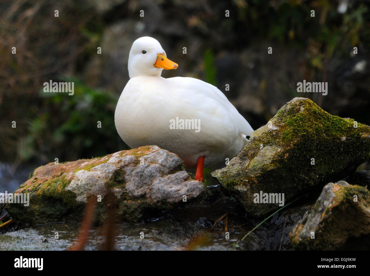 A white call duck at Arundel, West Sussex Stock Photo