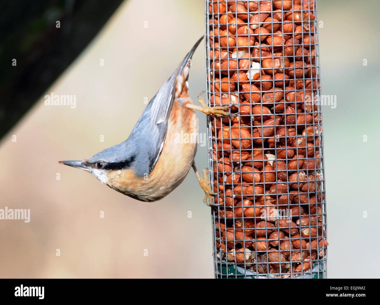 A Nuthatch on peanut feeder at Arundel, West Sussex. Pic Mike Walker, Mike Walker Pictures Stock Photo