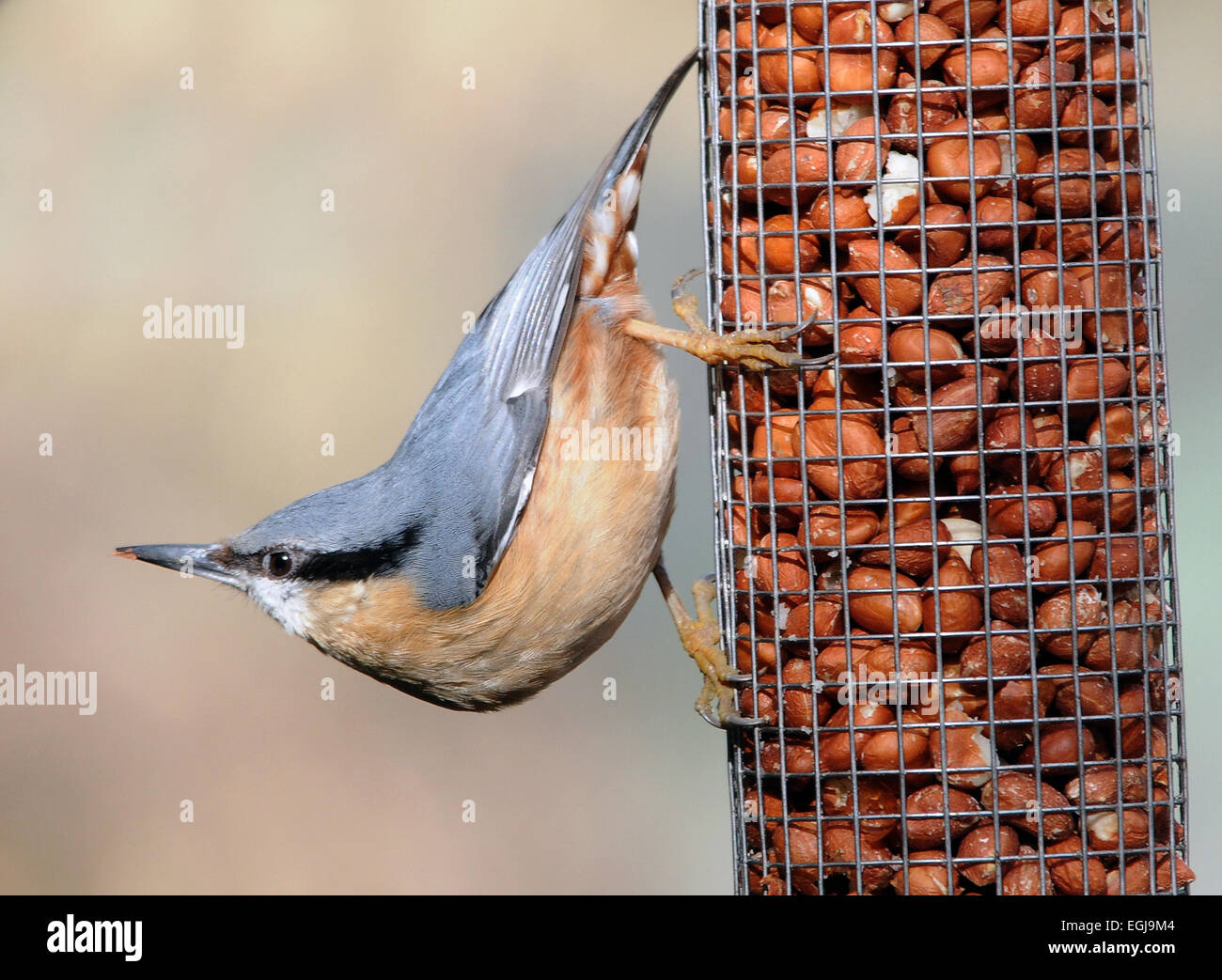 A Nuthatch on peanut feeder at Arundel, West Sussex. Pic Mike Walker, Mike Walker Pictures Stock Photo