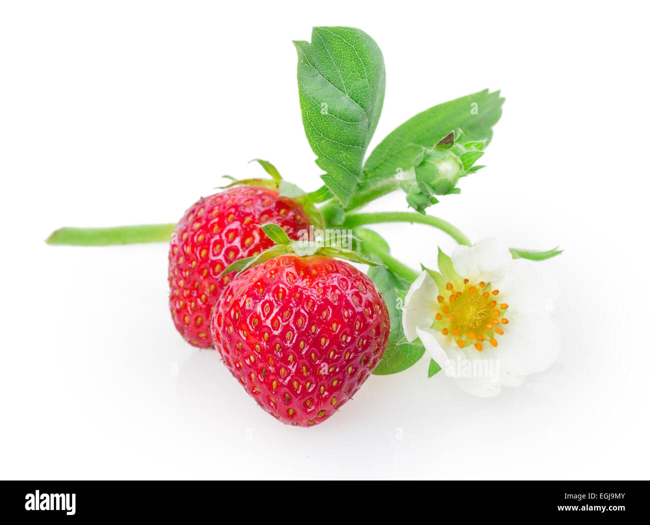 ripe strawberries isolated on white background Stock Photo - Alamy