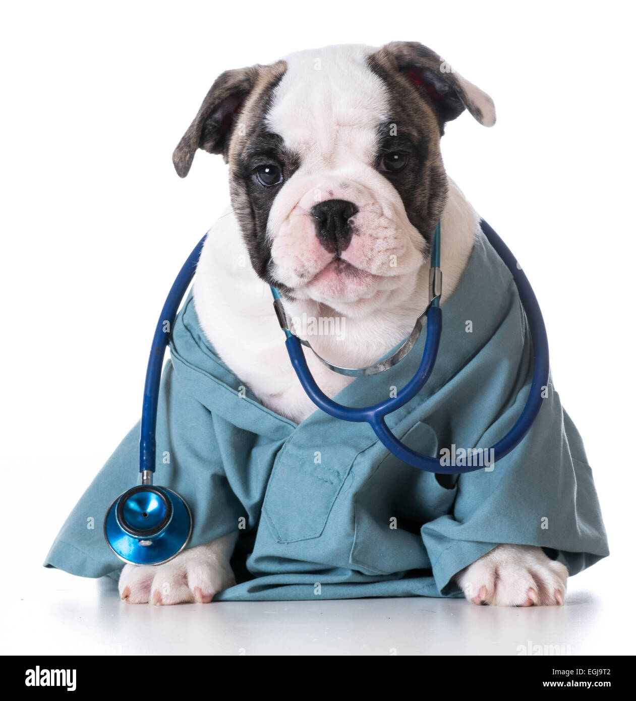 veterinary care english bulldog wearing stethoscope on white
