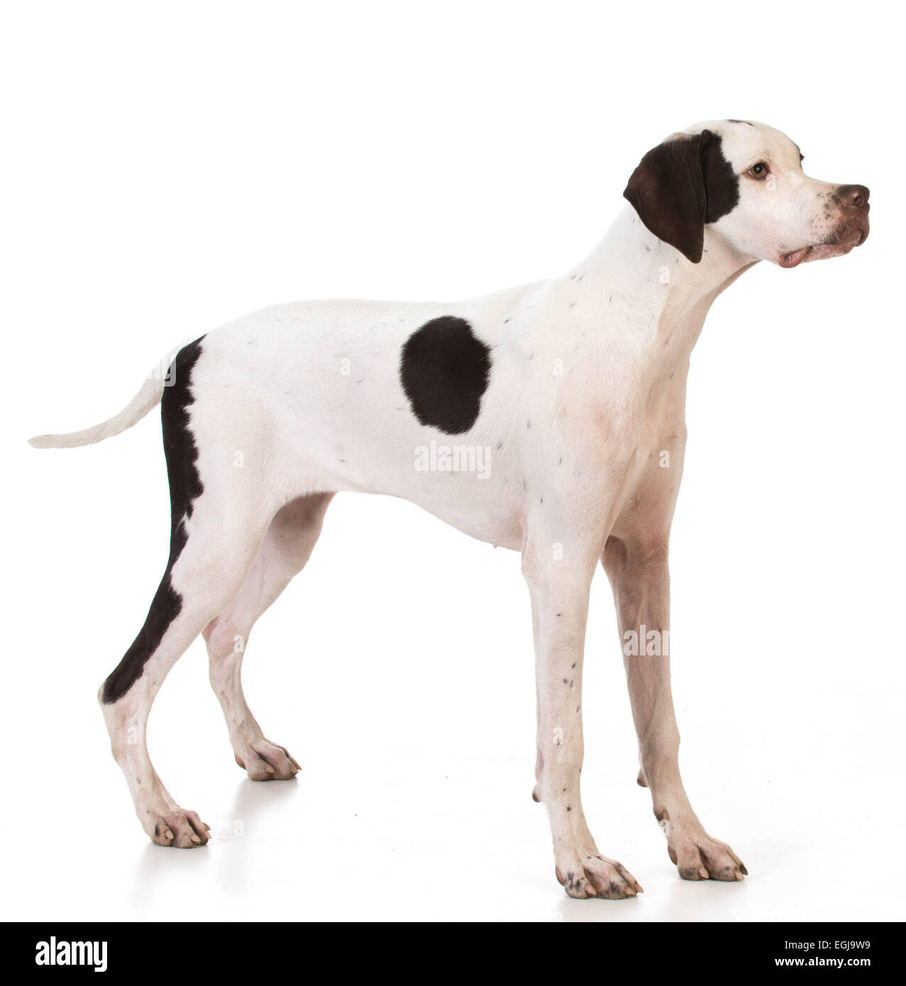 pointer puppy standing on white background Stock Photo - Alamy