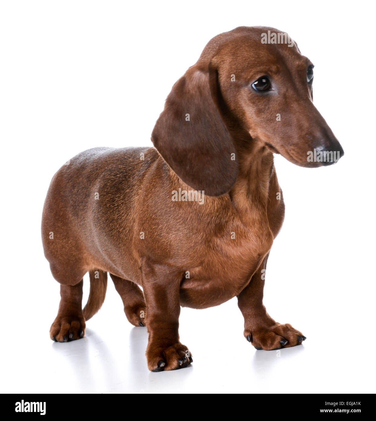 miniature smooth dachshund standing on white background Stock Photo