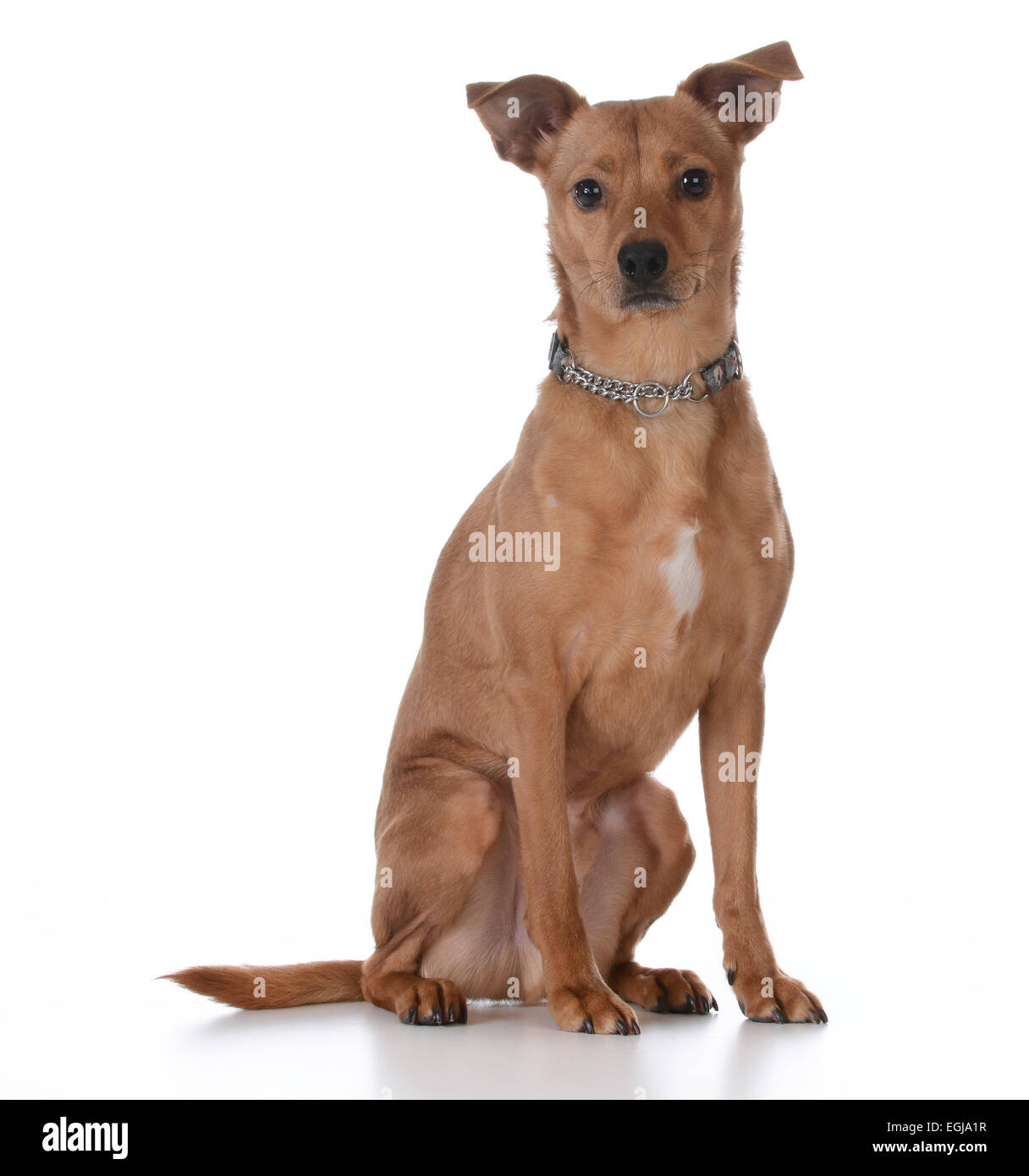 mixed breed dog sitting on white background Stock Photo - Alamy