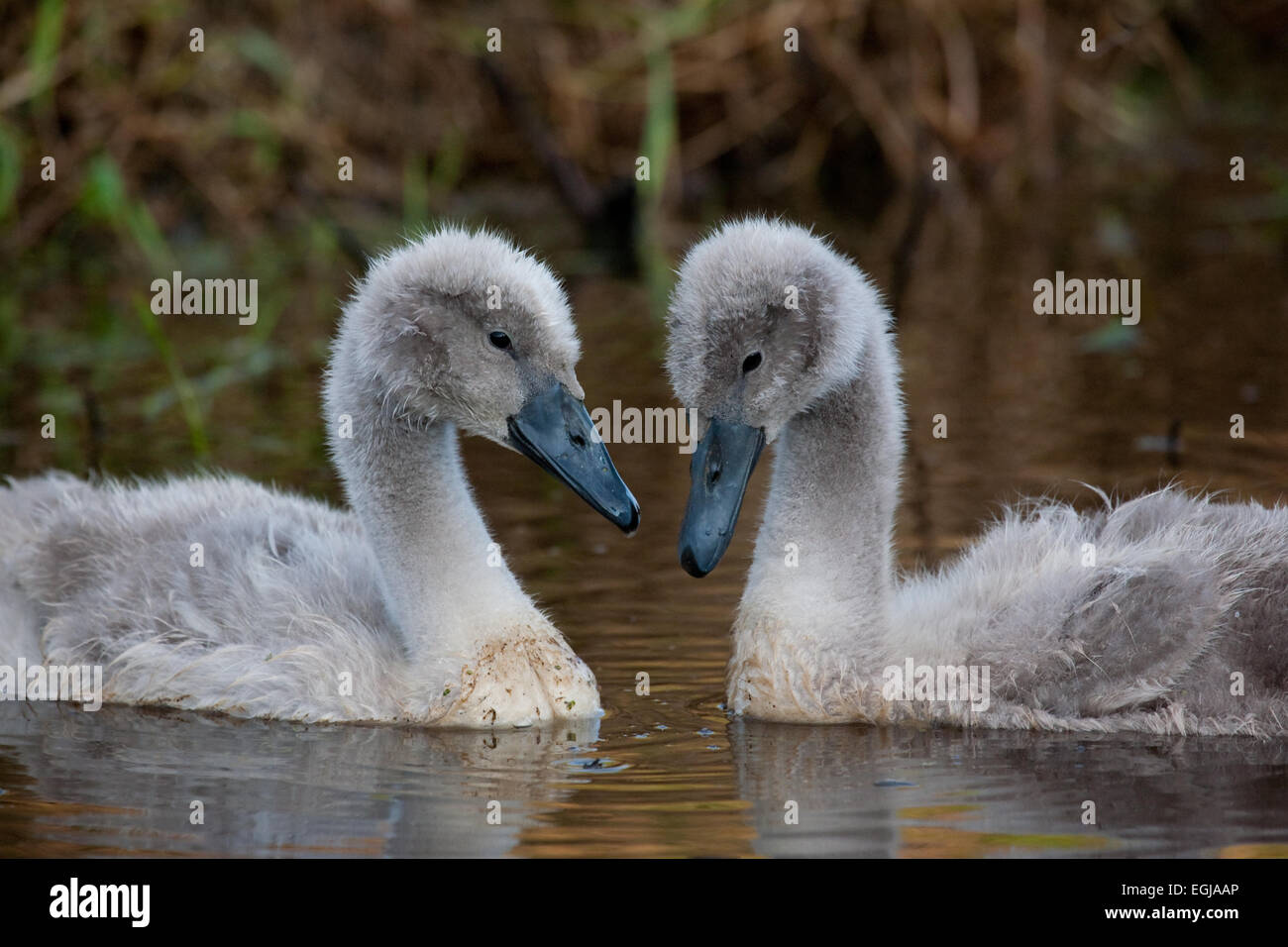 Mute swan chicks Stock Photo Alamy