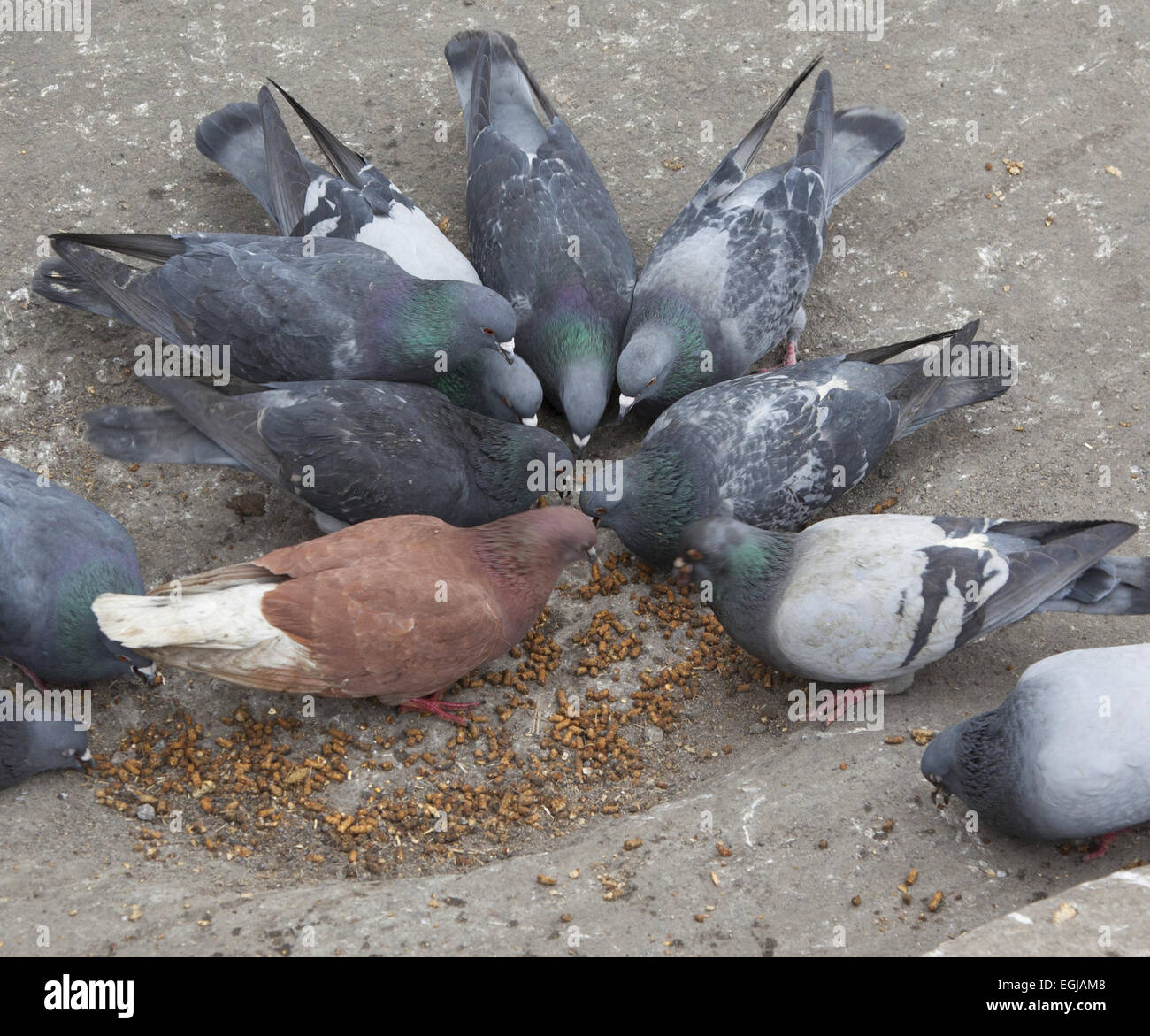 Pigeons chow down on leftovers from a carriage horse's meal by Central Park in Manhattan, NYC. Stock Photo