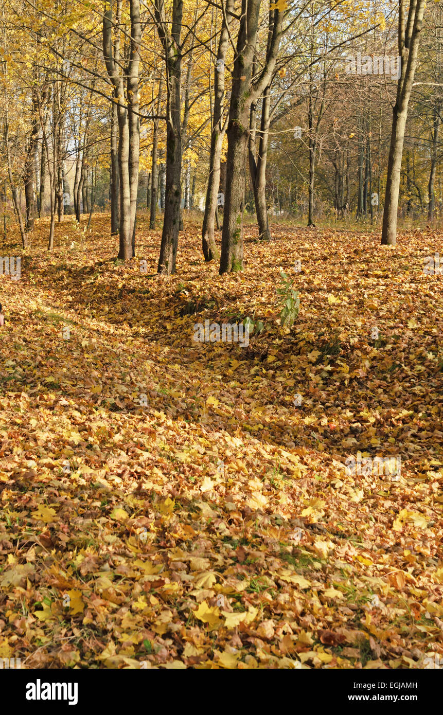 Autumn road with yellow foliage in park Stock Photo - Alamy