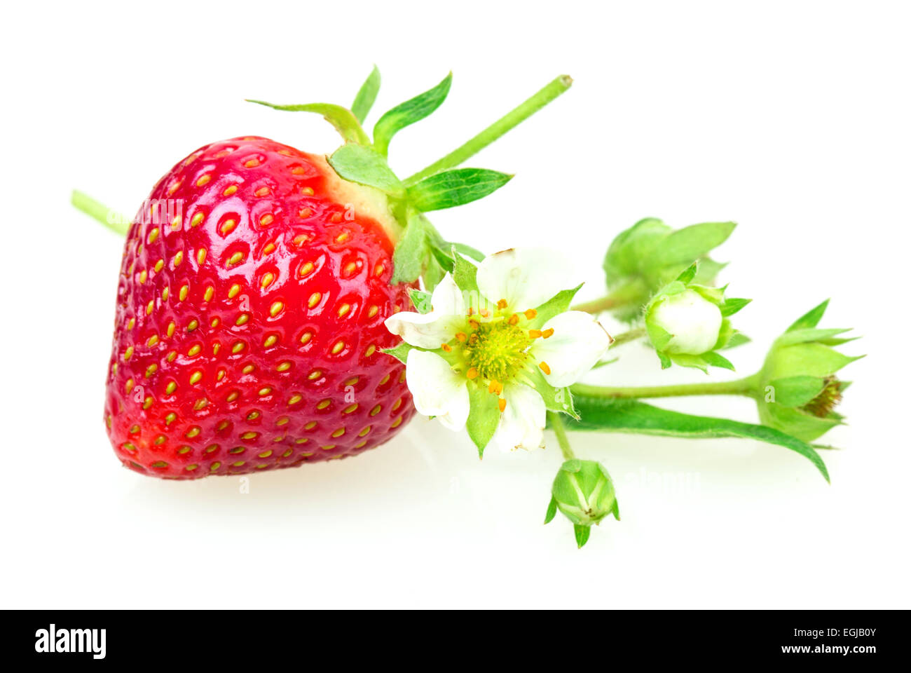 ripe strawberries isolated on white background Stock Photo - Alamy