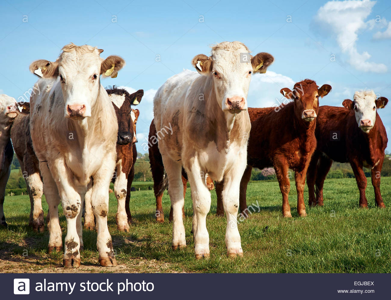 Dairy Cows Uk Stock Photos & Dairy Cows Uk Stock Images Alamy