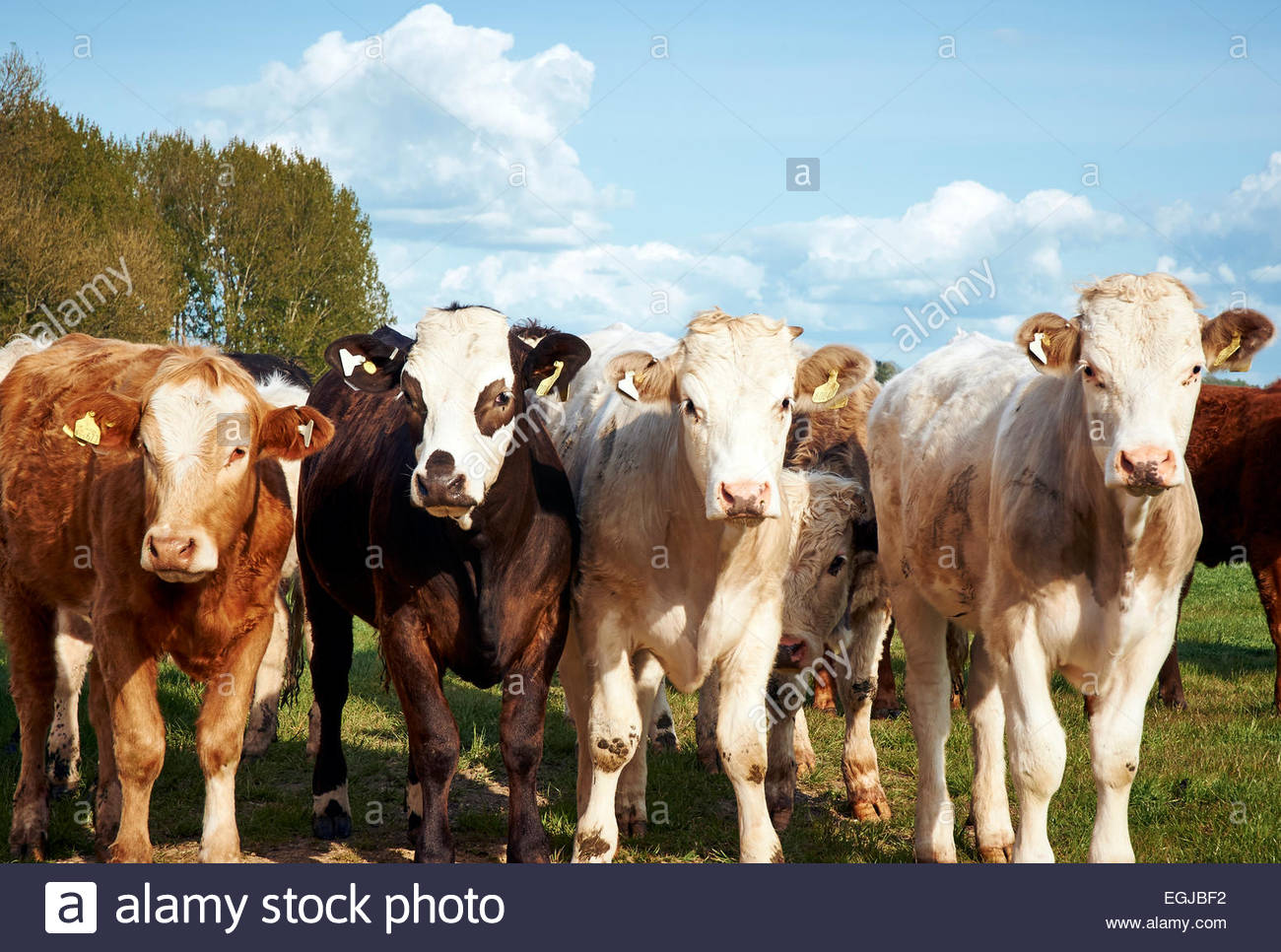 Dairy Cows Uk Stock Photos & Dairy Cows Uk Stock Images Alamy