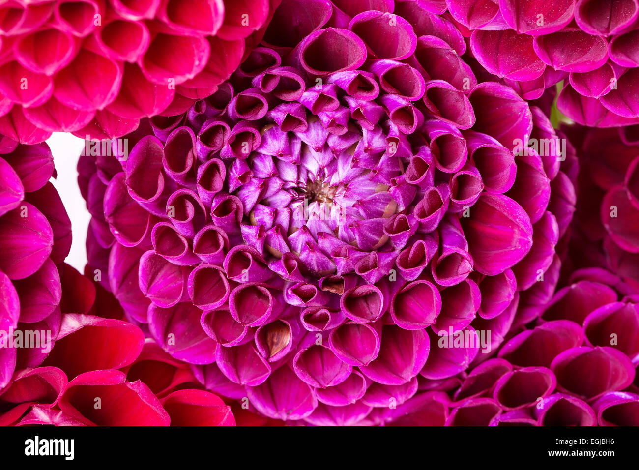 dahlia isolated on white background Stock Photo - Alamy