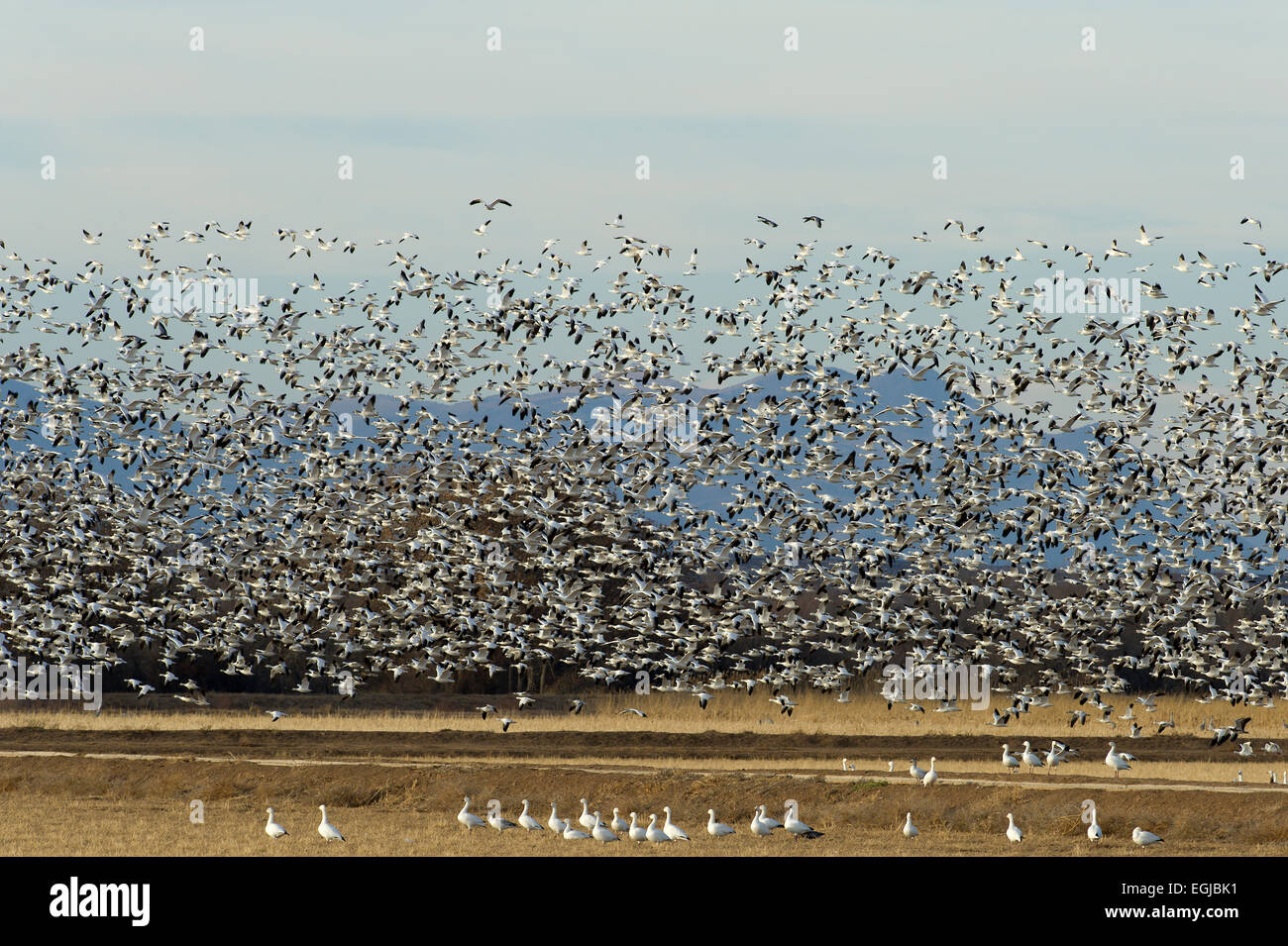 A flock of snow geese in the sky of Bosque Del Apache in New Mexico, USA Stock Photo