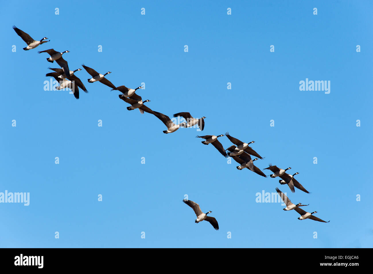 A flock of snow geese in the sky of Bosque Del Apache in New Mexico, USA Stock Photo