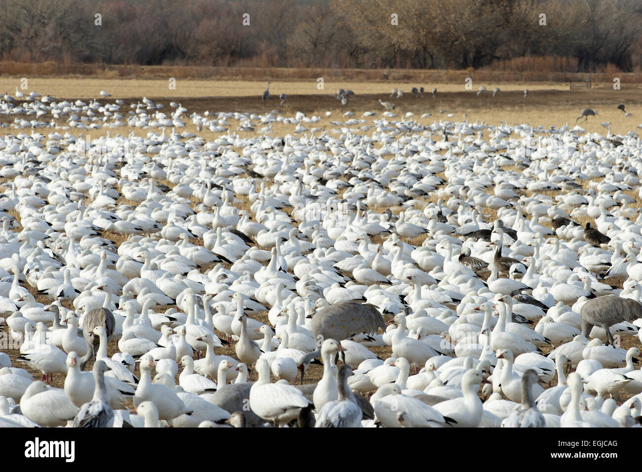 A group of snow geese in a field of Bosque Del Apache in New Mexico, USA Stock Photo