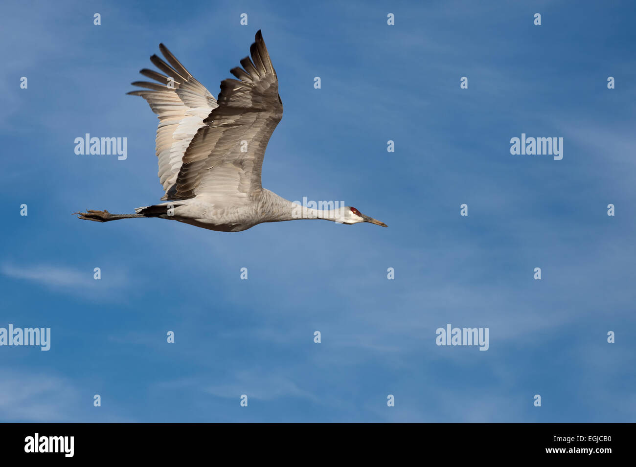 A sandhill crane flying in the sky of Bosque Del Apache in New Mexico, USA Stock Photo