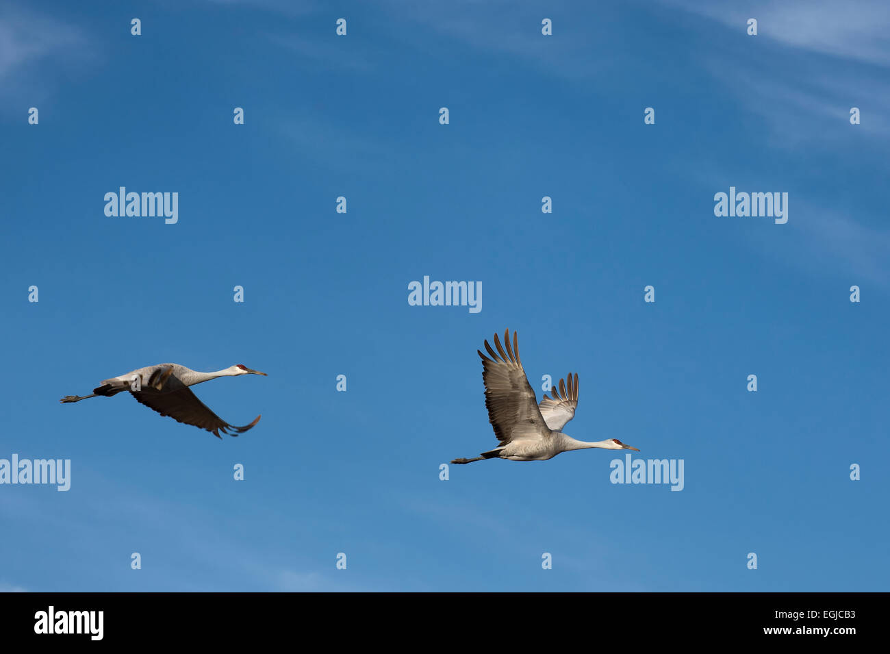 Sandhill cranes flying in the sky of Bosque Del Apache in New Mexico, USA Stock Photo