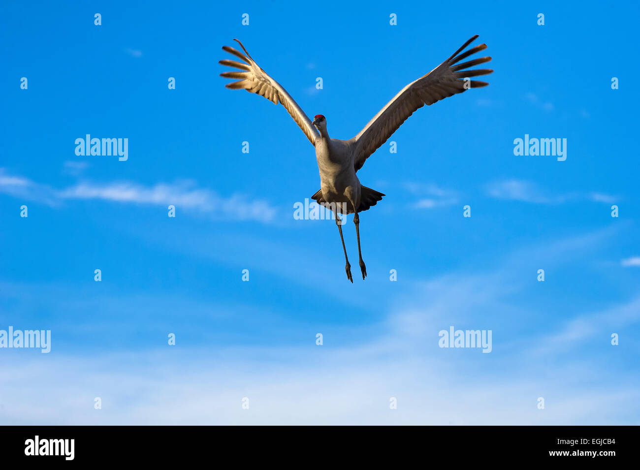 A sandhill crane flying in the sky of Bosque Del Apache in New Mexico, USA Stock Photo