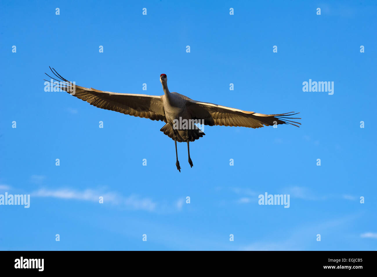 A sandhill crane flying in the sky of Bosque Del Apache in New Mexico, USA Stock Photo